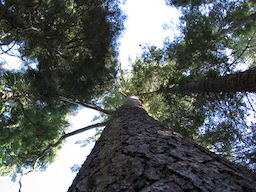 Sequoias at Dorst Creek Campground
