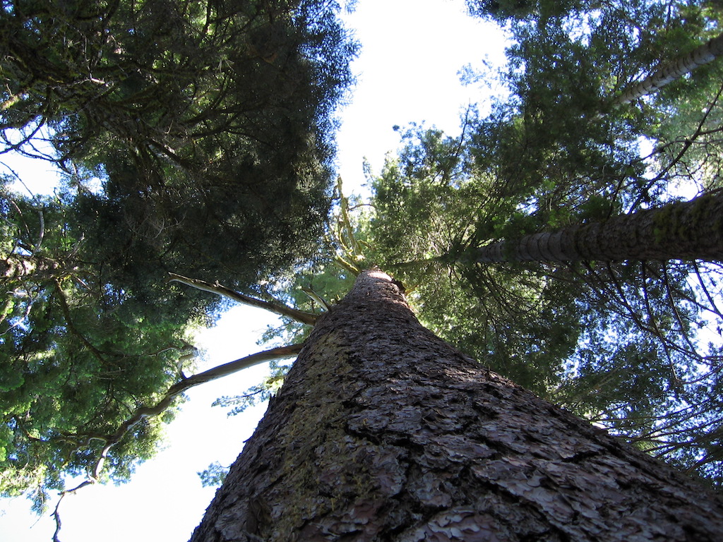 Sequoias at Dorst Creek Campground