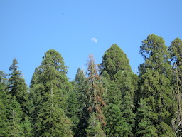 Moon over sequoias from Crescent Meadow