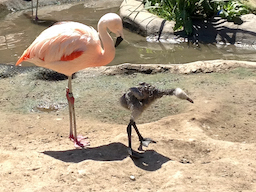 Flamingo and chick at the Santa Barbara Zoo
