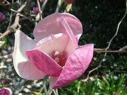 Chinese magnolia at Descanso Gardens