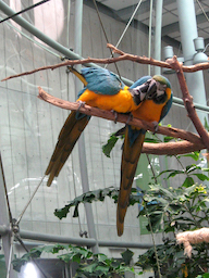 Blue and gold macaws at the CalAcademy