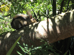 Squirrel at the San Francisco Botanic Garden