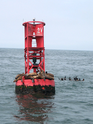 Sea Lions on a buoy near Ventura Harbor