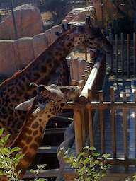 Giraffes at the Santa Barbara Zoo