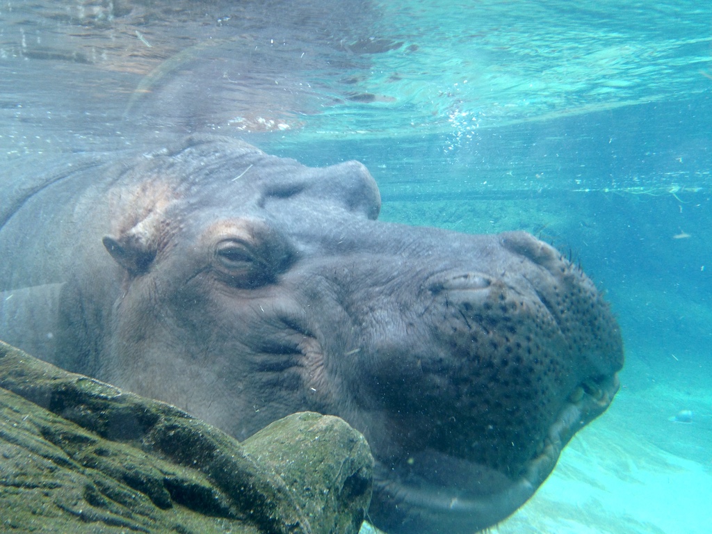 Hippo at San Diego Zoo