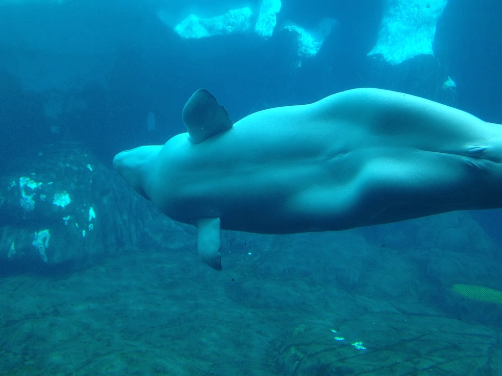 Beluga hips at SeaWorld San Diego