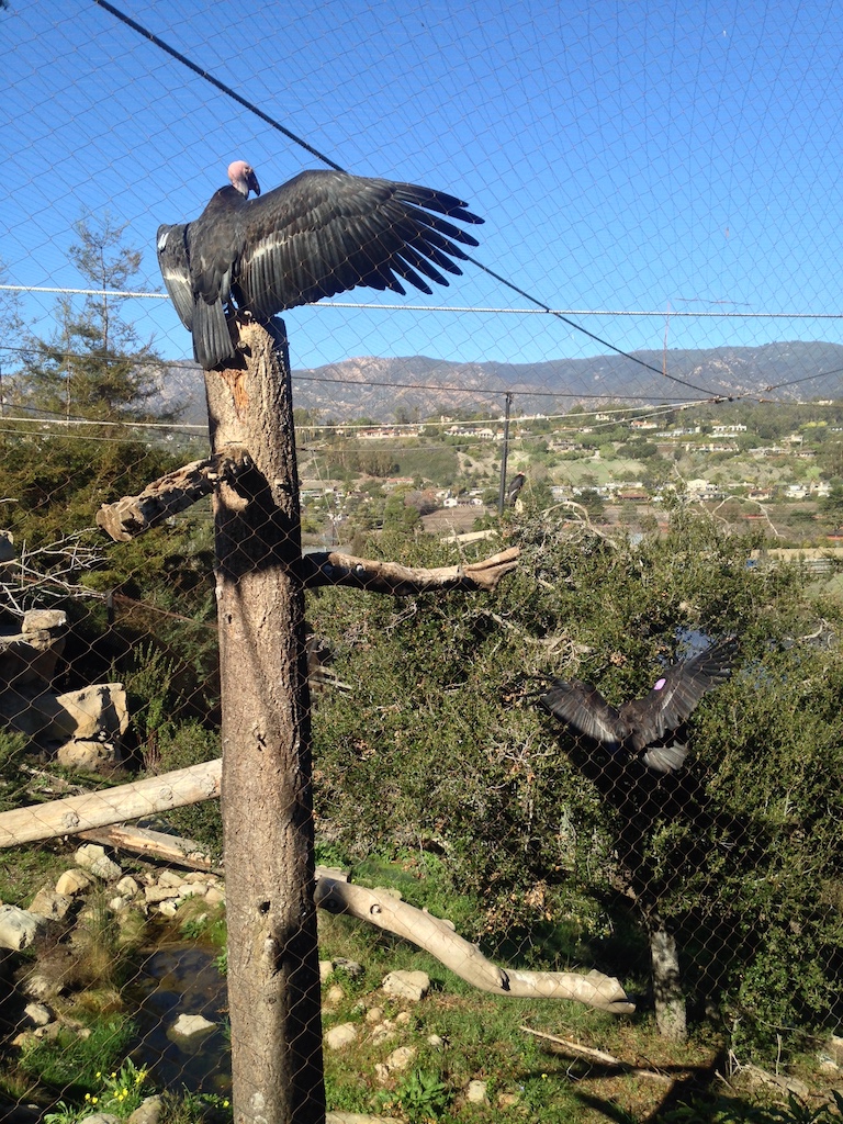 California condors at the Santa Barbara Zoo