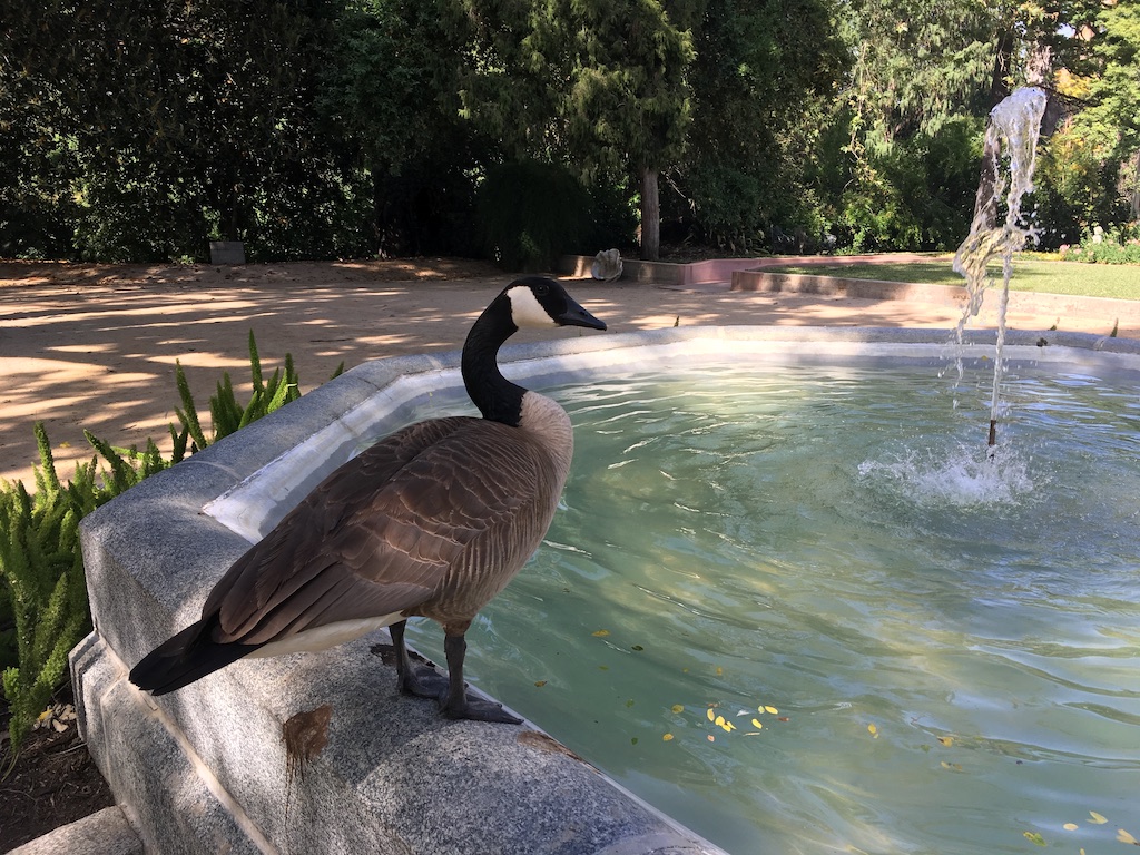 Canada goose at the LA Arboretum