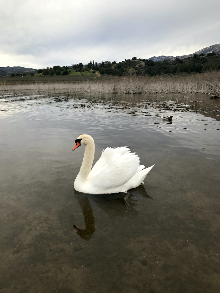 Mute Swan at Lake Casitas