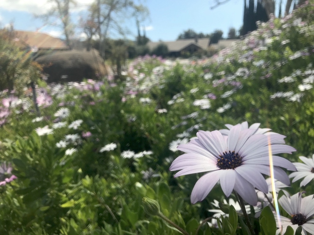 White and purple African Daisies on Cottonwood