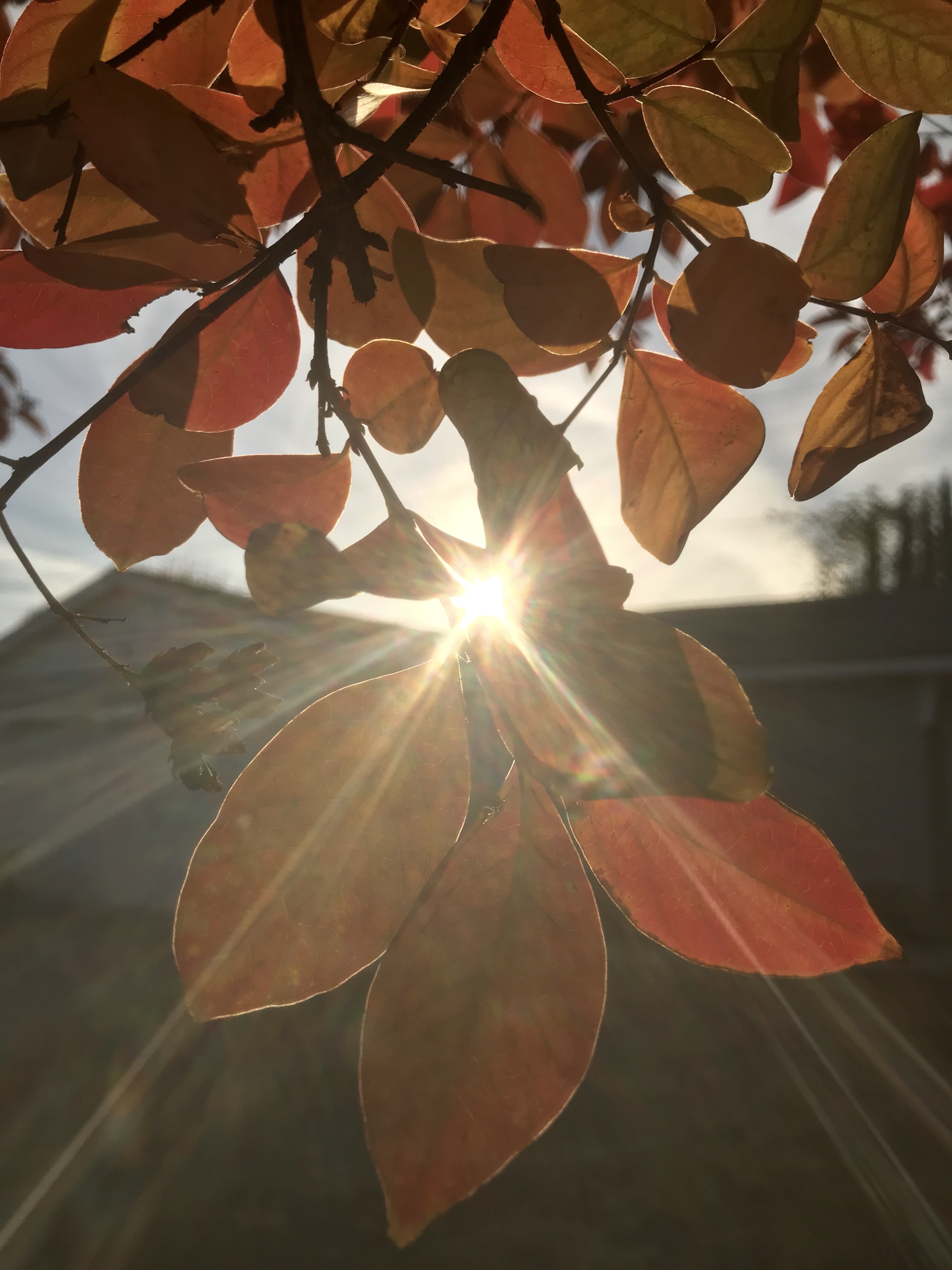 Sunset through autumn leaves in Ojai