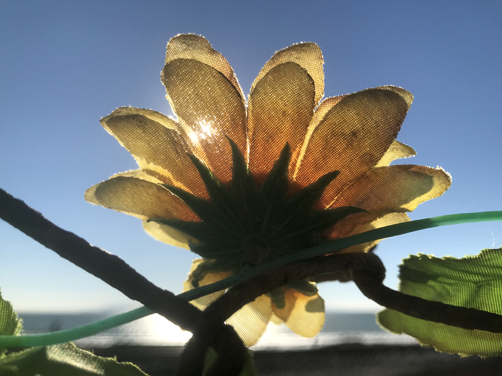 Plastic flower near Seaside Wilderness Park