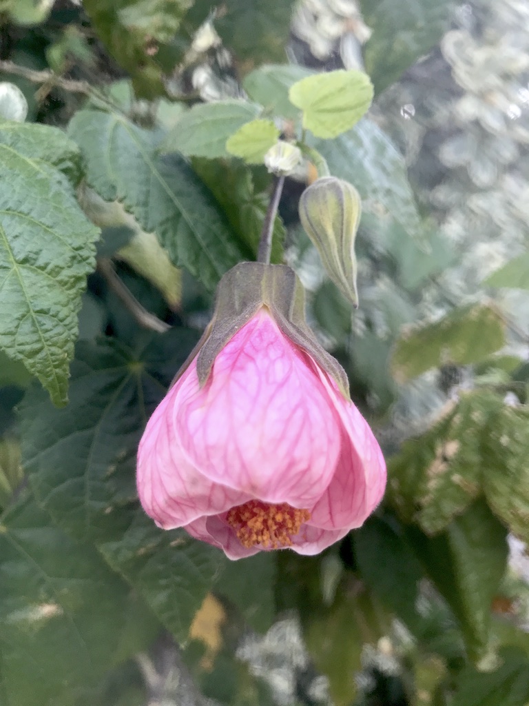 Pink Flowering Maple near Daly Park