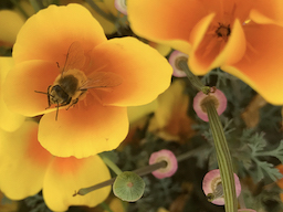 Bee on California Poppy at Ventura Harbor